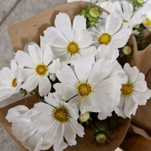 COSMOS