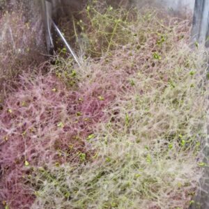 COTINUS