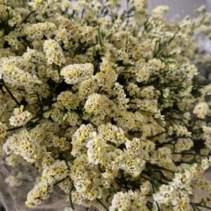 LIMONIUM