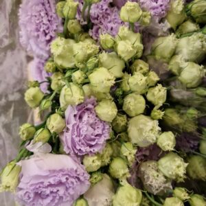 LISIANTHUS GLICINE