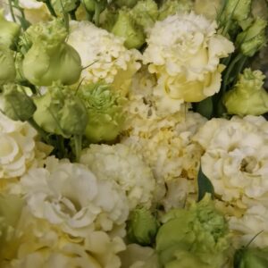LISIANTHUS CREMA