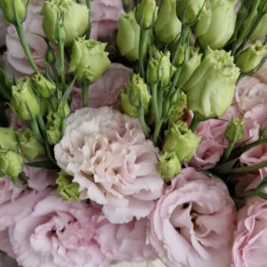 LISIANTHUS ROSA