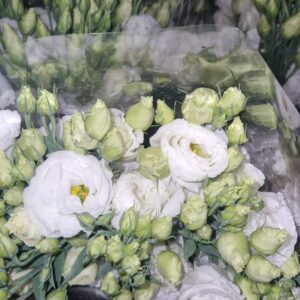 LISIANTHUS BIANCO
