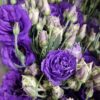 LISIANTHUS BLUE