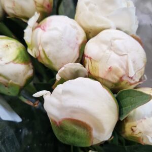 PAEONIA BOWL OF CREAM