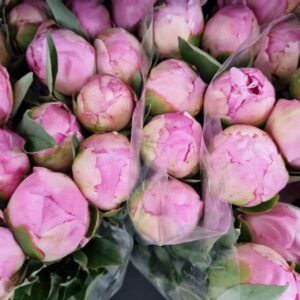 PAEONIA CATH FOUNTAIN