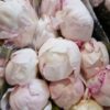 PAEONIA GARDENIA