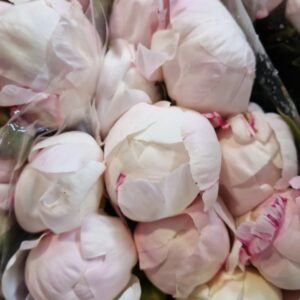 PAEONIA GARDENIA