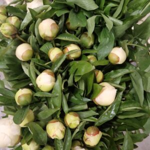 PAEONIA GIALLA