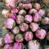 PAEONIA