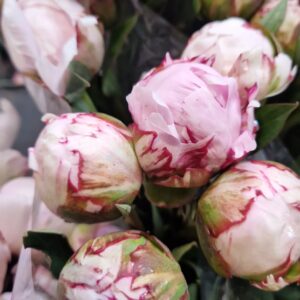 PAEONIA SARAH BERNHARD