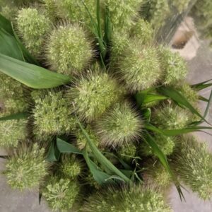 SETARIA ITALICA