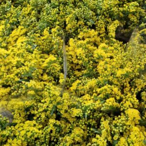 SOLIDAGO