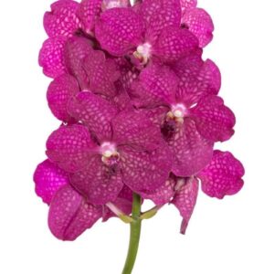VANDA FUCHSIA MAGIC