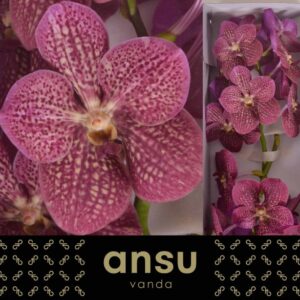 VANDA NYTAYA TROPICAL PUNCH