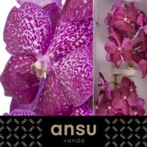 VANDA SUNANDA MAGENTA GLITTER