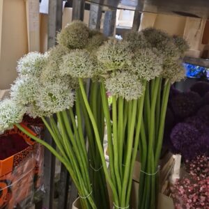 ALLIUM BIANCO