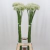 ALLIUM MOUNT EVEREST