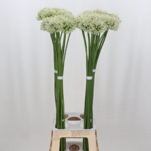ALLIUM MOUNT EVEREST