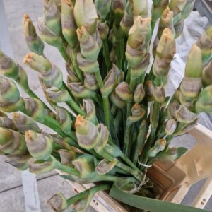 IRIS SELVATICO