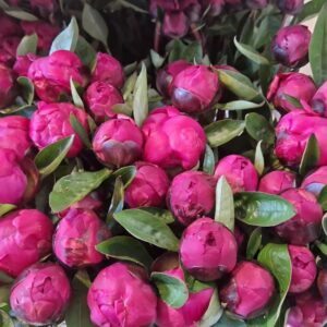 PAEONIA RED SARAH BERNHARD
